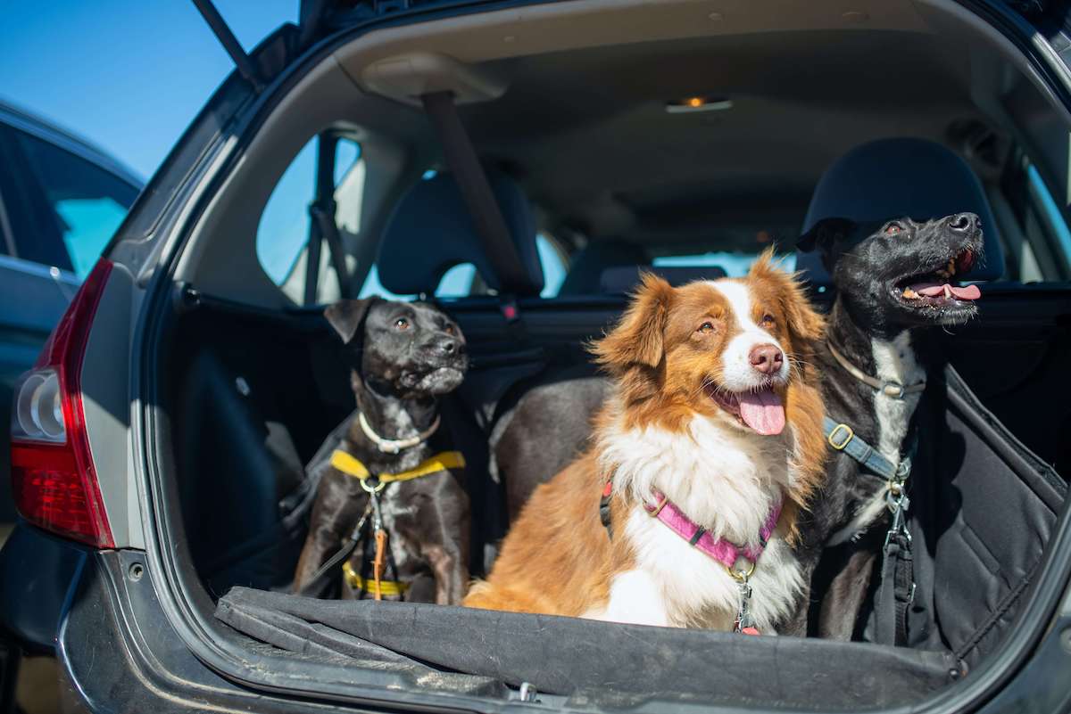 viajar com animais de estimação no carro